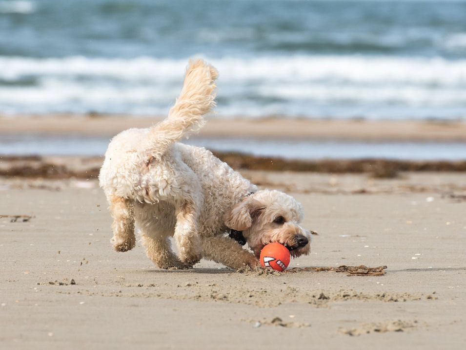 Hund am Strand