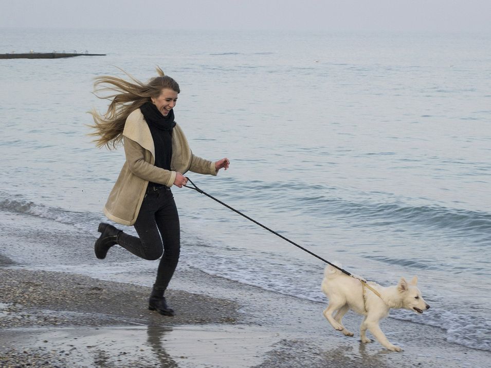 Hund am Strand