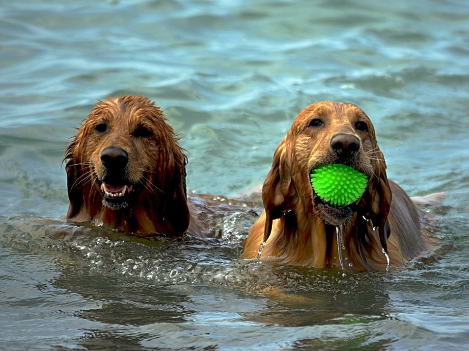 Hund im Wasser